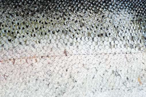 fresh fish scale as background