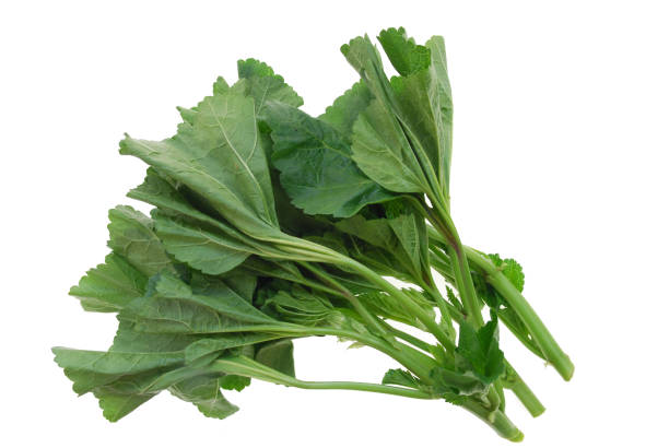istock close up on fresh green cluster mallow 1994429778