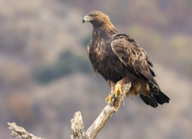 istock Action photography of Golden Eagle 1994445551