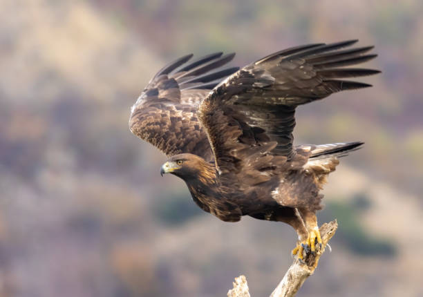 istock Action photography of Golden Eagle 1994446064