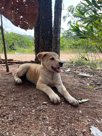 puppy resting under a tree