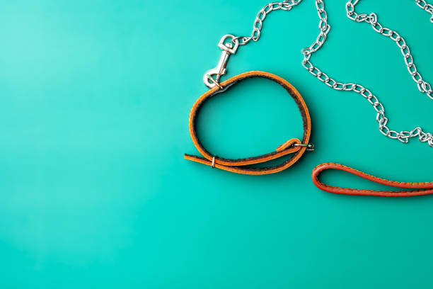 Pet leather collar and leash on green background close up