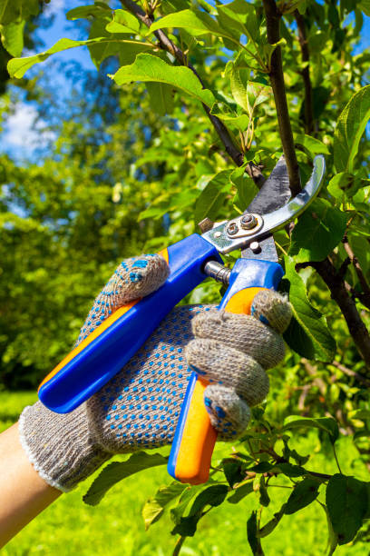 istock farmer trims a branch on a tree with garden shears 1994461462