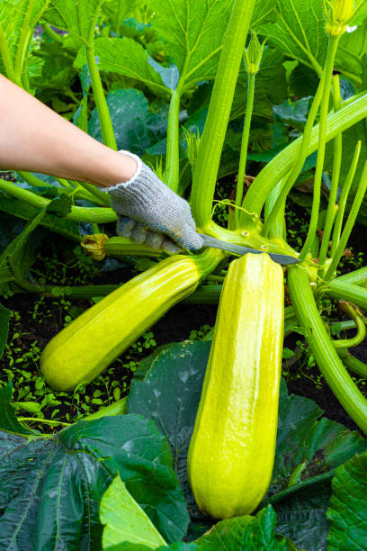 istock farmer cutting fresh zucchini with a knife 1994461465