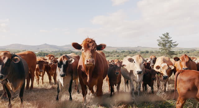 Farming, cows and sustainability with animals, countryside and livestock on a field, summer and beef production. Cattle grazing, nature and landscape with agriculture, milk farm and eco friendly