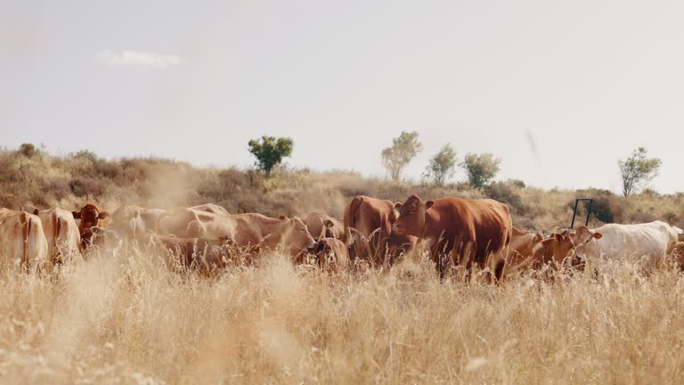 Cows, cattle and countryside grazing on farm for dairy production, agriculture or mountains. Livestock, grassland and rural field or sustainability nature on meadow land for milk, bull or ecology