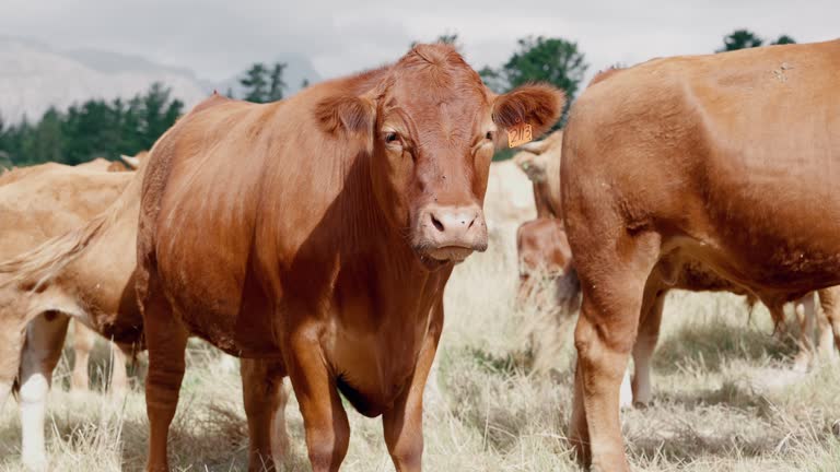 Sustainability, farming and group of cattle on field, animals relax in countryside with mountains on landscape. Nature, grass and cows grazing on farm with agriculture, green land or morning on ranch