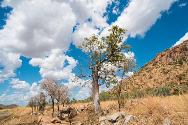 istock Scenic Australian landscape along the Elizabeth Highway. 1994505180