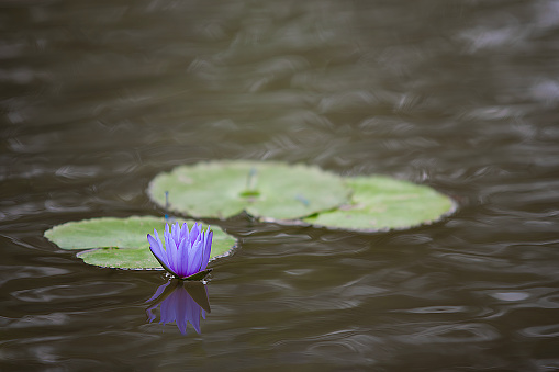 Pink lilies and lotus leaf on water.