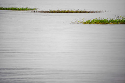 reed field with rain