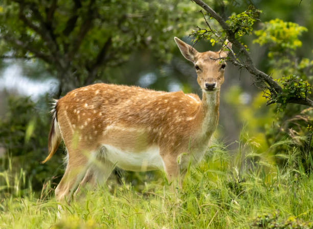 istock Female European fallow deer (Dama dama) walking 1994530626