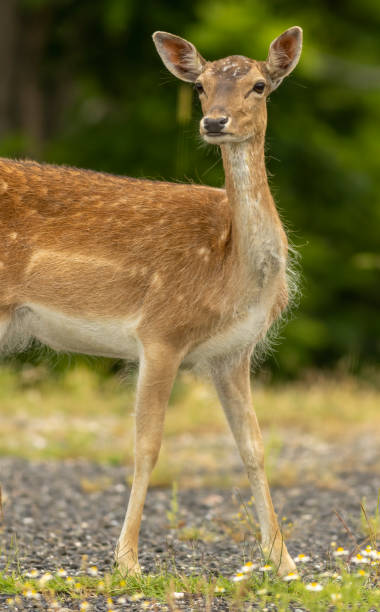 istock Female European fallow deer (Dama dama) walking 1994532342