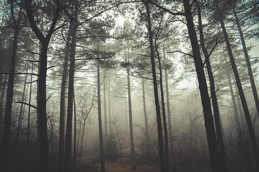 A misty forest engulfed in fog