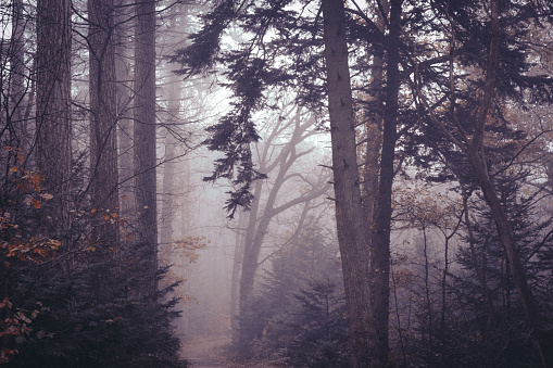 A misty forest engulfed in fog