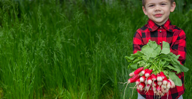 istock the boy is holding a bunch of freshly picked radishes. selective focus 1994556526