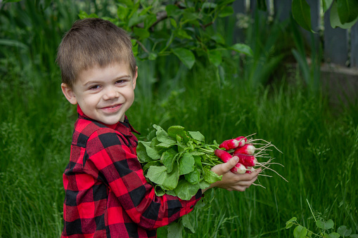 the boy is holding a bunch of freshly picked radishes. selective focus.
