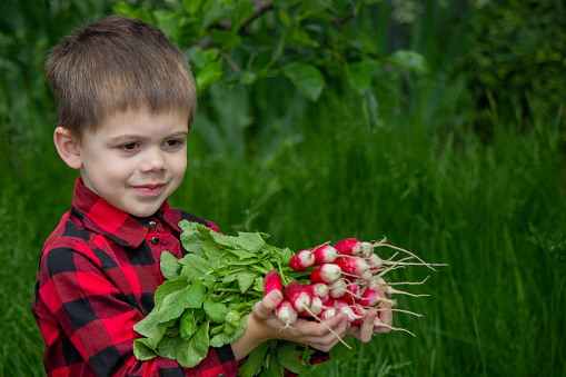 the boy is holding a bunch of freshly picked radishes. selective focus.