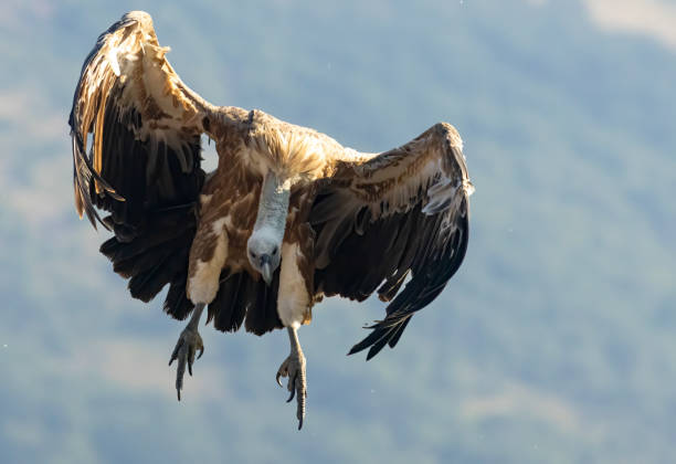 istock Griffon Vulture (Gyps fulvus) on feeding station 1994558790