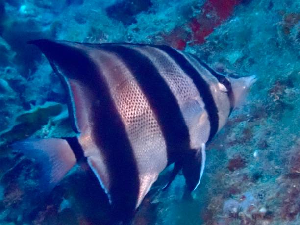 ścięta ryba motylkowa, talma zachodnia, motyl kwadratowy - chaetodon zdjęcia i obrazy z banku zdjęć