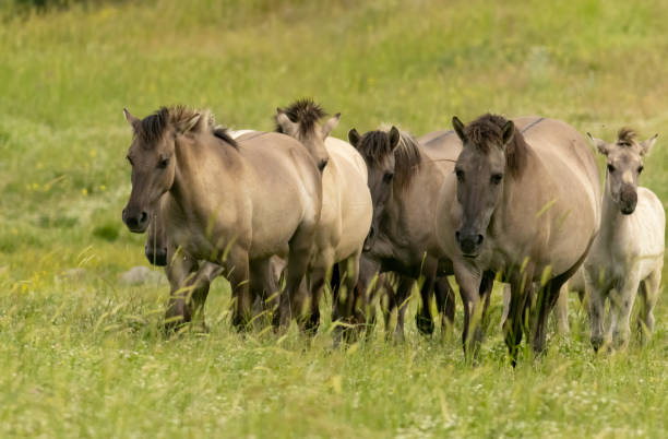 istock Semi wild horses reintroduced in Bulgaria 1994569753