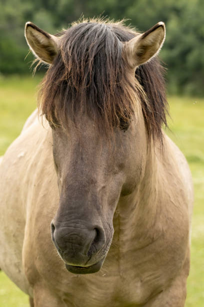 istock Semi wild horses reintroduced in Bulgaria 1994573305