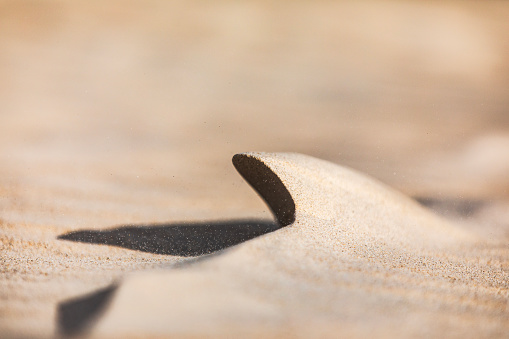 A piece of natural raw amber and shells, large and small, are scattered on the sand against the sea. Inside the amber there is an ancient plant that is millions of years old. The early morning hours.