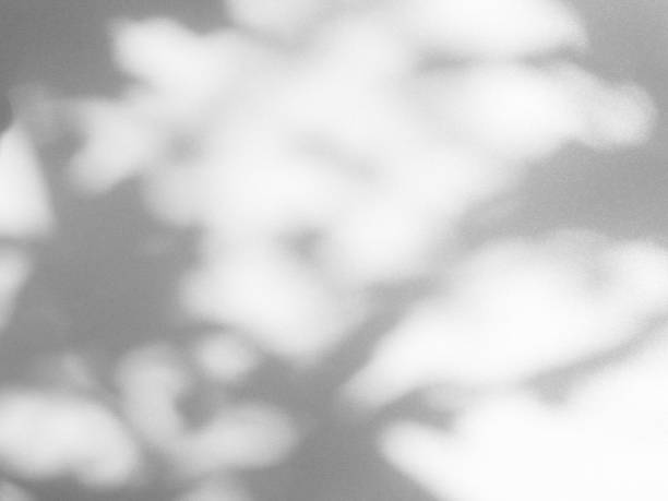 istock Shadow Background wall Light white Abstract Backdrop Sunlight Sun Mockup Overlay Minimal Summer Gray Photography Black Modern Art Architecture Surface Bright Shape Leaves Branch Nature Smoot Desight. 1994582854