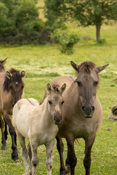 istock Semi wild horses reintroduced in Bulgaria 1994583937