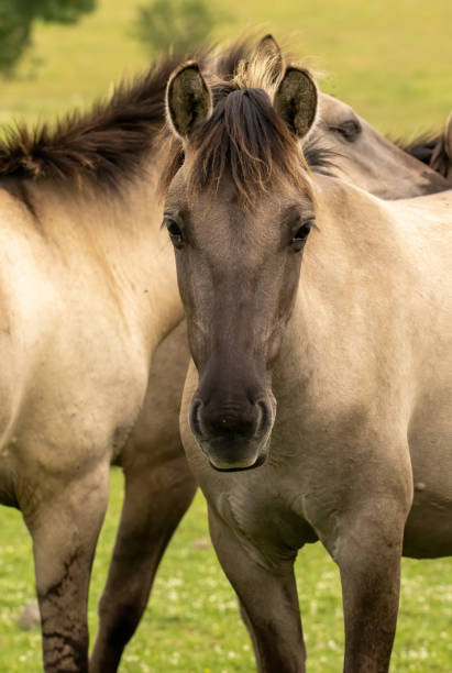 istock Semi wild horses reintroduced in Bulgaria 1994585567