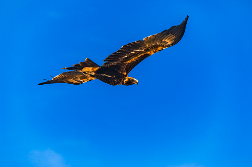 Bald Eagle, haliaeetus leucocephalus, Immature in Flight above water