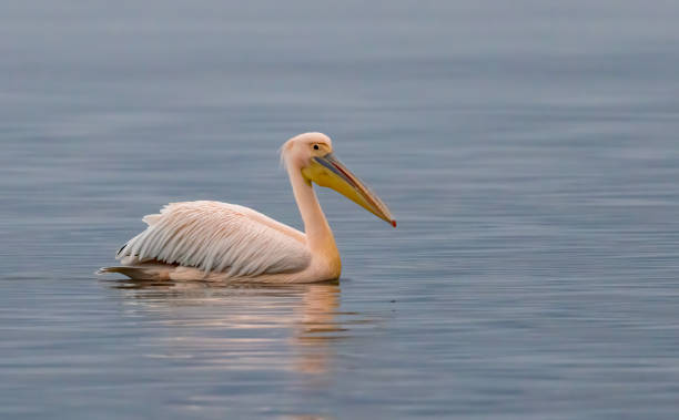 istock White Pelican in Kerkini Lake, Greece 1994586633