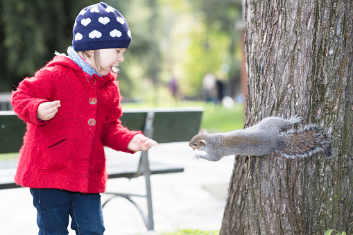 A squirrel breaks away from the log to take the food a little girl is offering him. The little girl is evidently frightened.