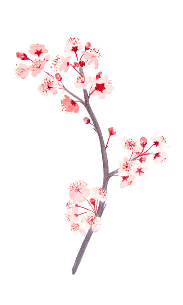istock Watercolor hand drawn pink sakura branch with flowers illustration 1994594674