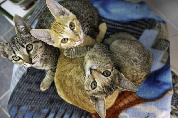 istock Abandoned cats in a feline colony 1994602654