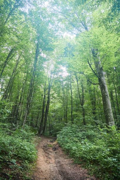 istock Beautiful natural landscape. The forest thicket since the summer season. 1994606357