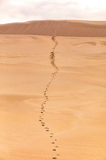 Footsteps leading into dry arid desert landscape in Western Australia
