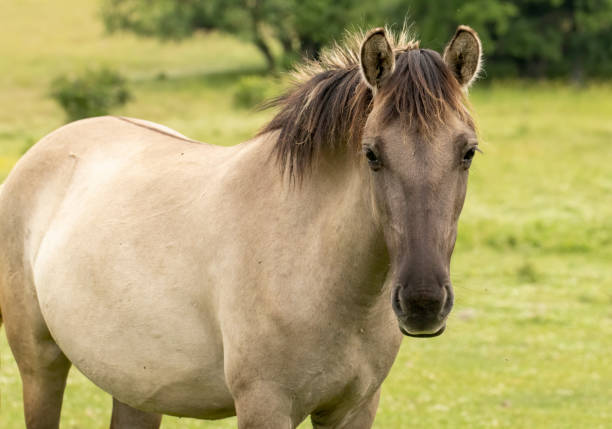 istock Semi wild horses reintroduced in Bulgaria 1994614186
