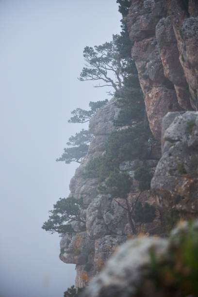 beau paysage naturel. un pin de haute altitude sur un rocher sur fond de montagnes dans le brouillard. - beautiful tree day rock photos et images de collection