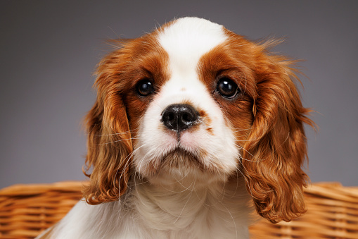 Pekingese, 7 years old, sitting in front of white background