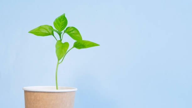 istock Craft pot with a sprout on a light blue background 1994621505