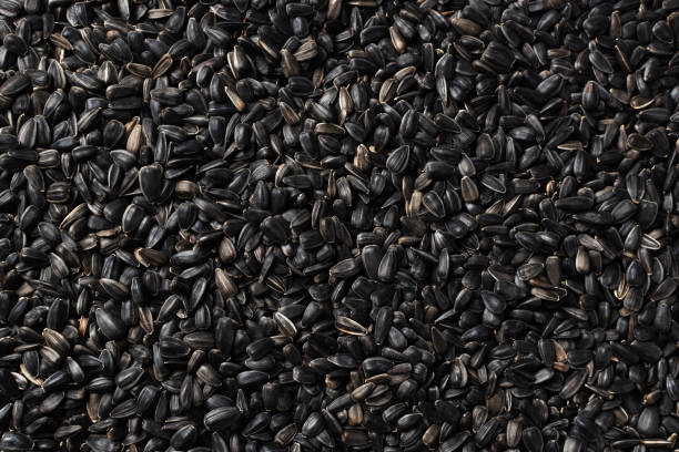 Black sunflower seeds. For background or texture stock photo