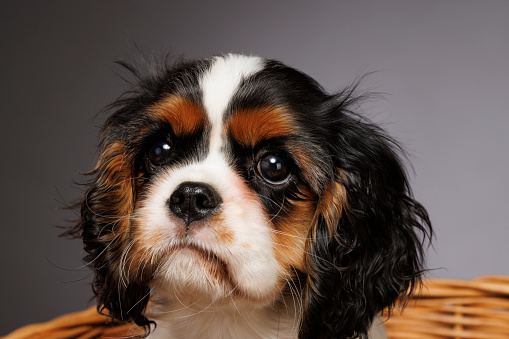 Cute dog puppy studio portrait.  Cavalier King Charles Spaniel,  tricolour (black/white/tan) Tricolor. Standing in basket on gray background.