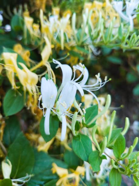 istock A flower with white petals during flowering. Honeybee for bees. 1994624735