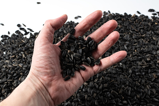 Black sunflower seeds for the background. Harvesting of field crops