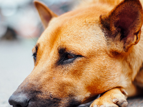 homeless dog in thailand