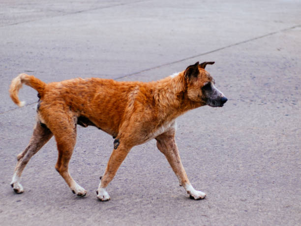 istock homeless dog in thailand 1994630548