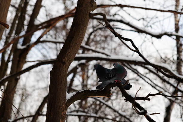 Pigeons sitting on a tree branch in the winter forest. Selective focus.