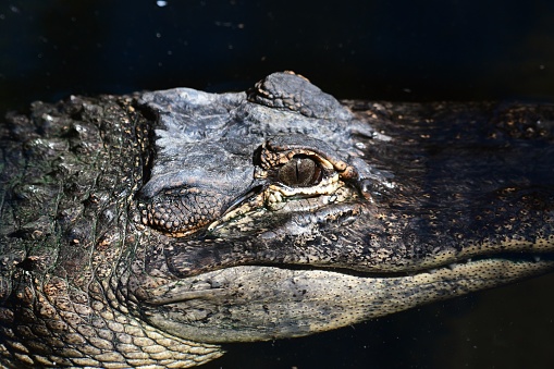 Saltwater crocodile headshot in Ballarat wildlife Park Victoria Australia