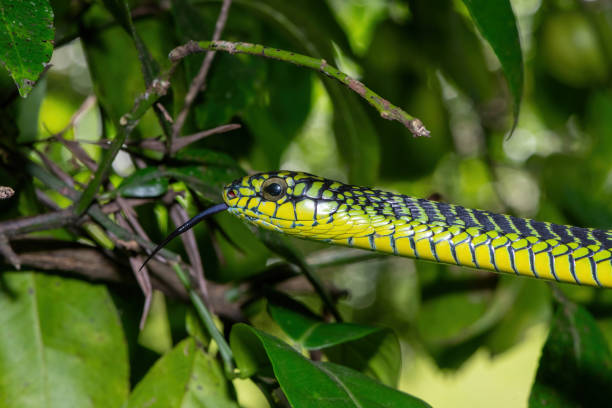 istock Adult male boomslang (Dispholidus typus), also known as a tree snake or African tree snake 1994642696
