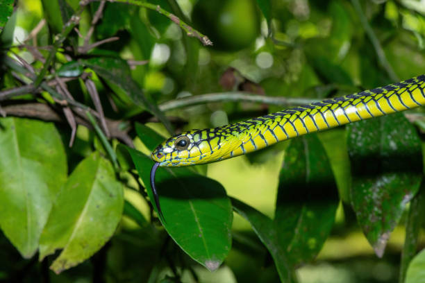 istock Adult male boomslang (Dispholidus typus), also known as a tree snake or African tree snake 1994642700